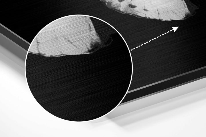 Butterfly Brushed Aluminium Dibond Wall Art.