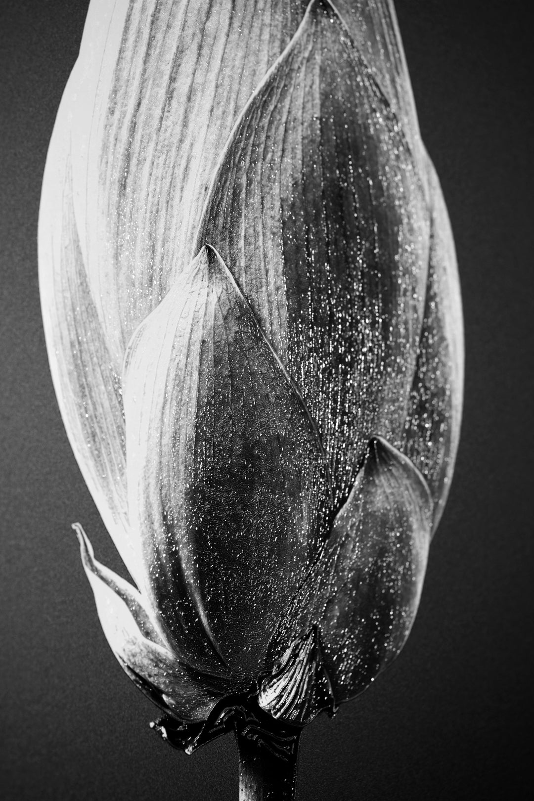 Noir Bloom Radiance — Haptic 3D Embossed + High-Gloss Lacquer Print Home &amp; Garden > Decor > Artwork > Posters, Prints, &amp; Visual Artwork Insigne Art Design
