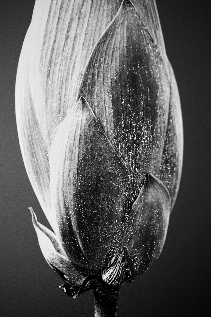 Noir Bloom Radiance — Haptic 3D Embossed + High-Gloss Lacquer Print Home &amp; Garden > Decor > Artwork > Posters, Prints, &amp; Visual Artwork Insigne Art Design