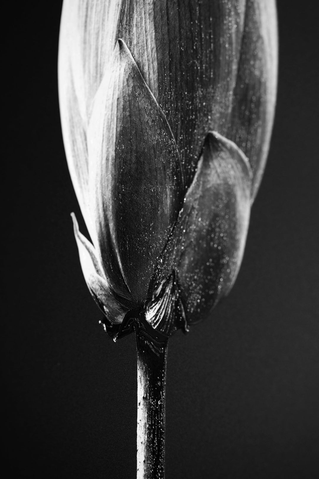 Noir Bloom Radiance — Haptic 3D Embossed + High-Gloss Lacquer Print Home &amp; Garden > Decor > Artwork > Posters, Prints, &amp; Visual Artwork Insigne Art Design