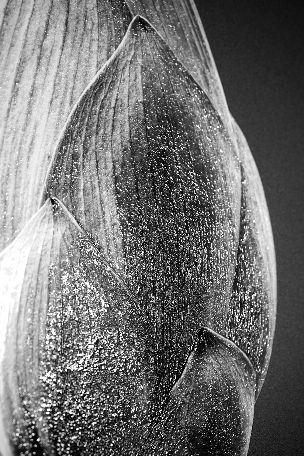 Noir Bloom Radiance — Haptic 3D Embossed + High-Gloss Lacquer Print Home & Garden > Decor > Artwork > Posters, Prints, & Visual Artwork Insigne Art Design