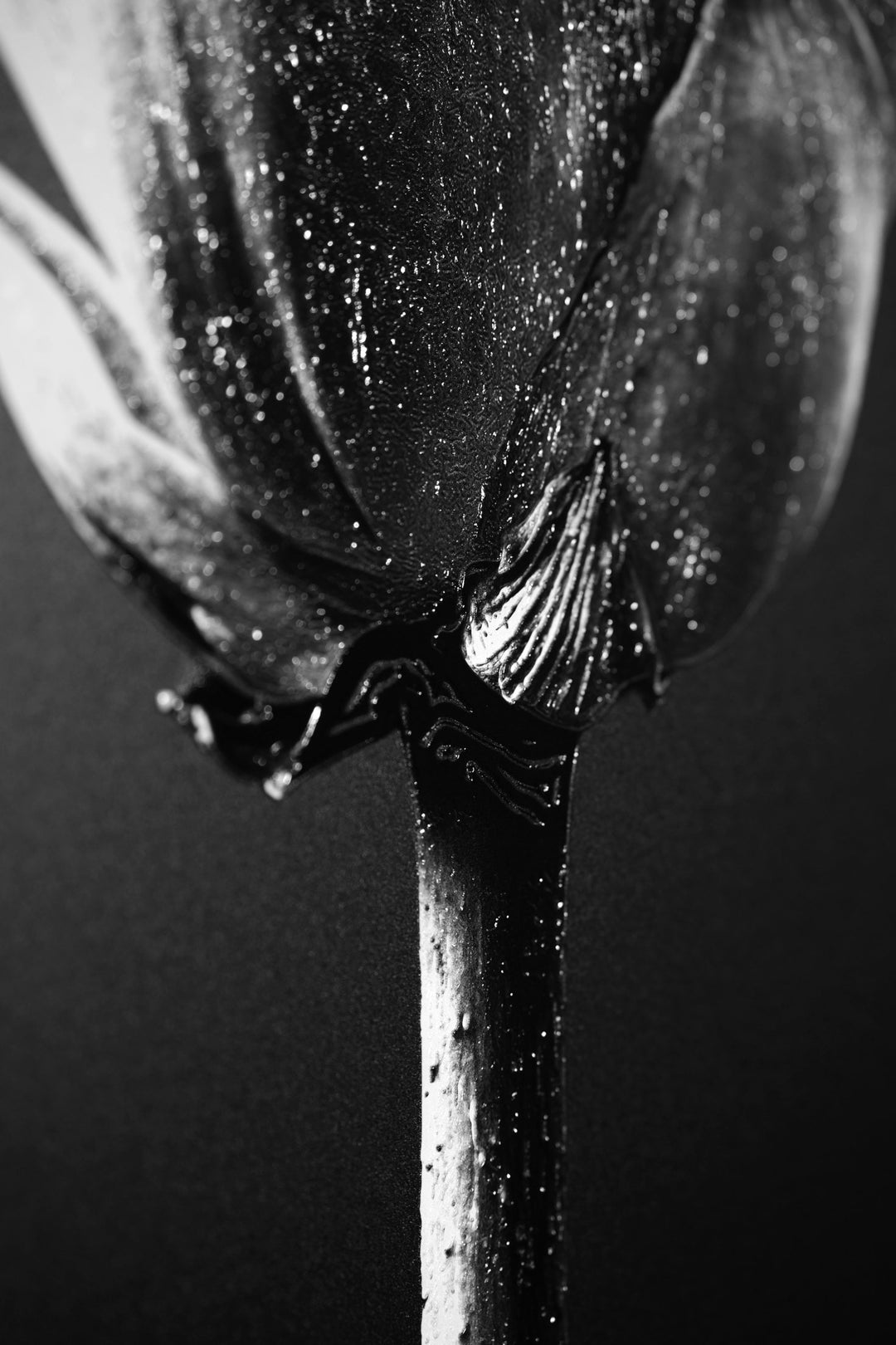Noir Bloom Radiance — Haptic 3D Embossed + High-Gloss Lacquer Print Home &amp; Garden > Decor > Artwork > Posters, Prints, &amp; Visual Artwork Insigne Art Design