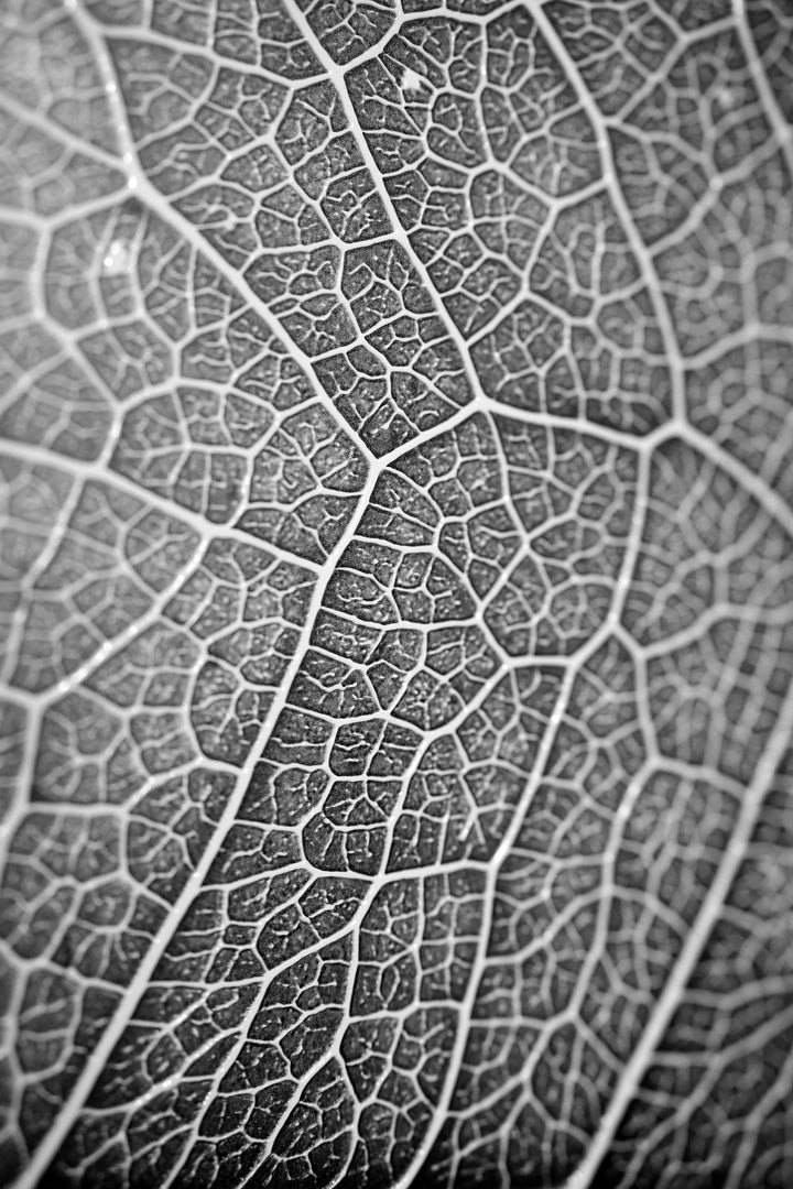 Silver Veins — Haptic 3D Embossed + Gloss Lacquer Print Home &amp; Garden > Decor > Artwork > Posters, Prints, &amp; Visual Artwork Insigne Art Design
