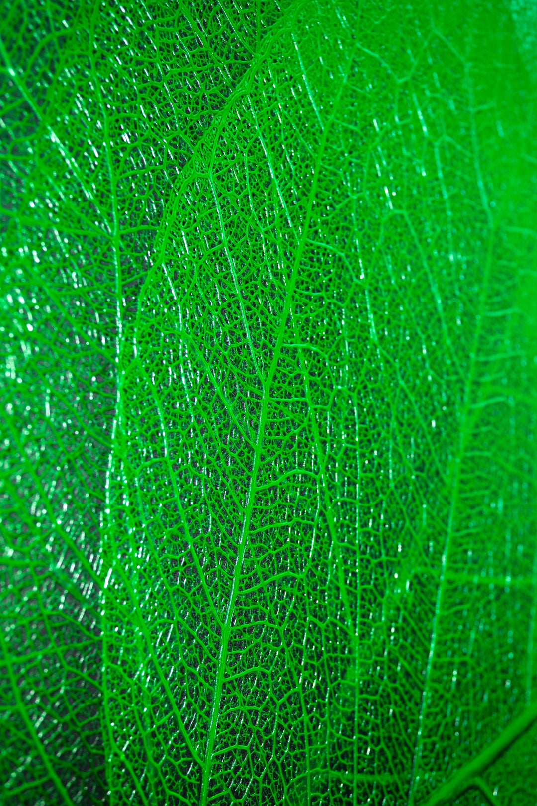 Verdant Lattice — Haptic 3D Embossed + High-Gloss Lacquer Print Home &amp; Garden > Decor > Artwork > Posters, Prints, &amp; Visual Artwork Insigne Art Design