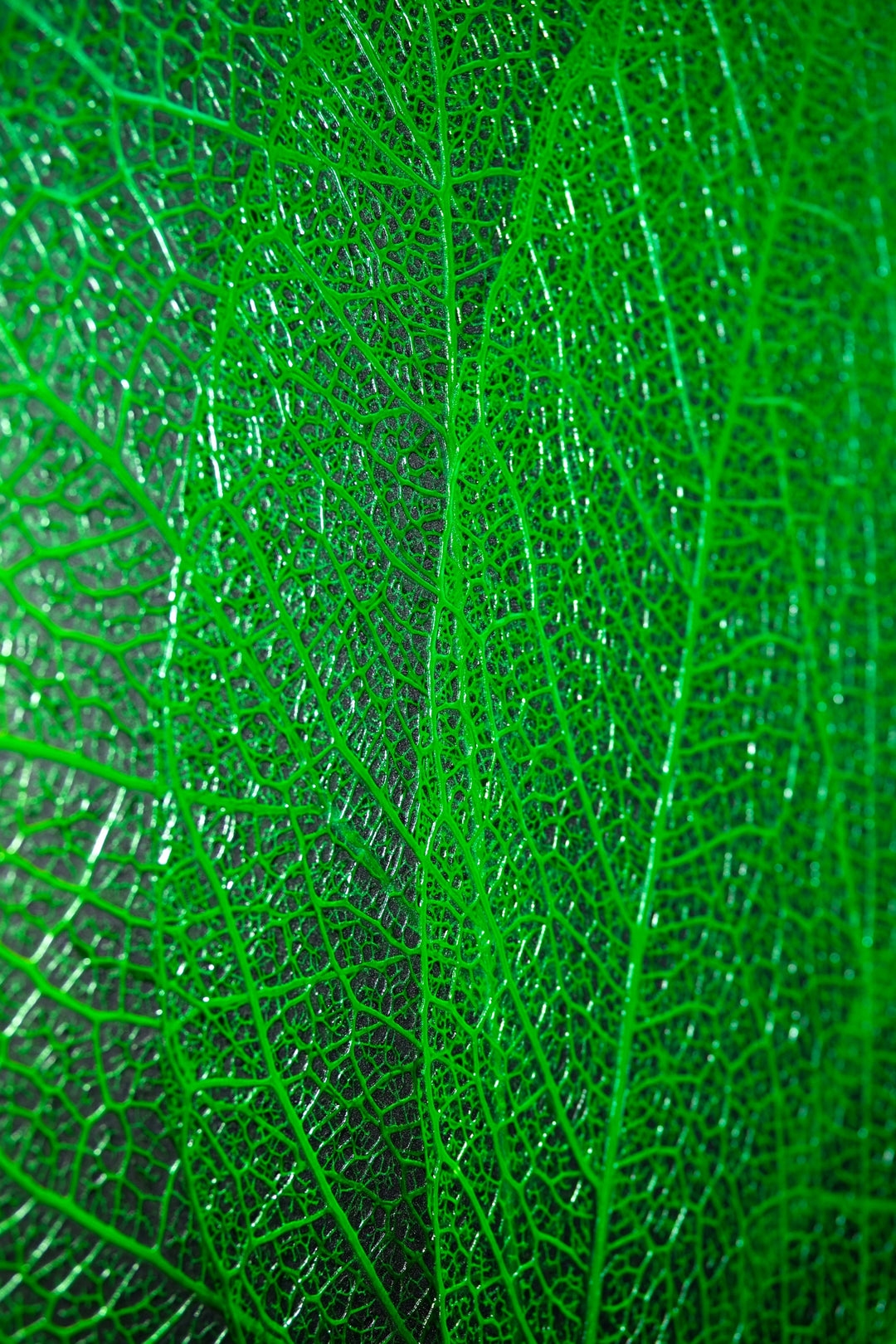 Verdant Lattice — Haptic 3D Embossed + High-Gloss Lacquer Print Home &amp; Garden > Decor > Artwork > Posters, Prints, &amp; Visual Artwork Insigne Art Design