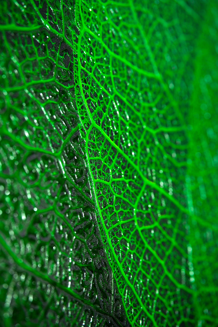 Verdant Lattice — Haptic 3D Embossed + High-Gloss Lacquer Print Home &amp; Garden > Decor > Artwork > Posters, Prints, &amp; Visual Artwork Insigne Art Design