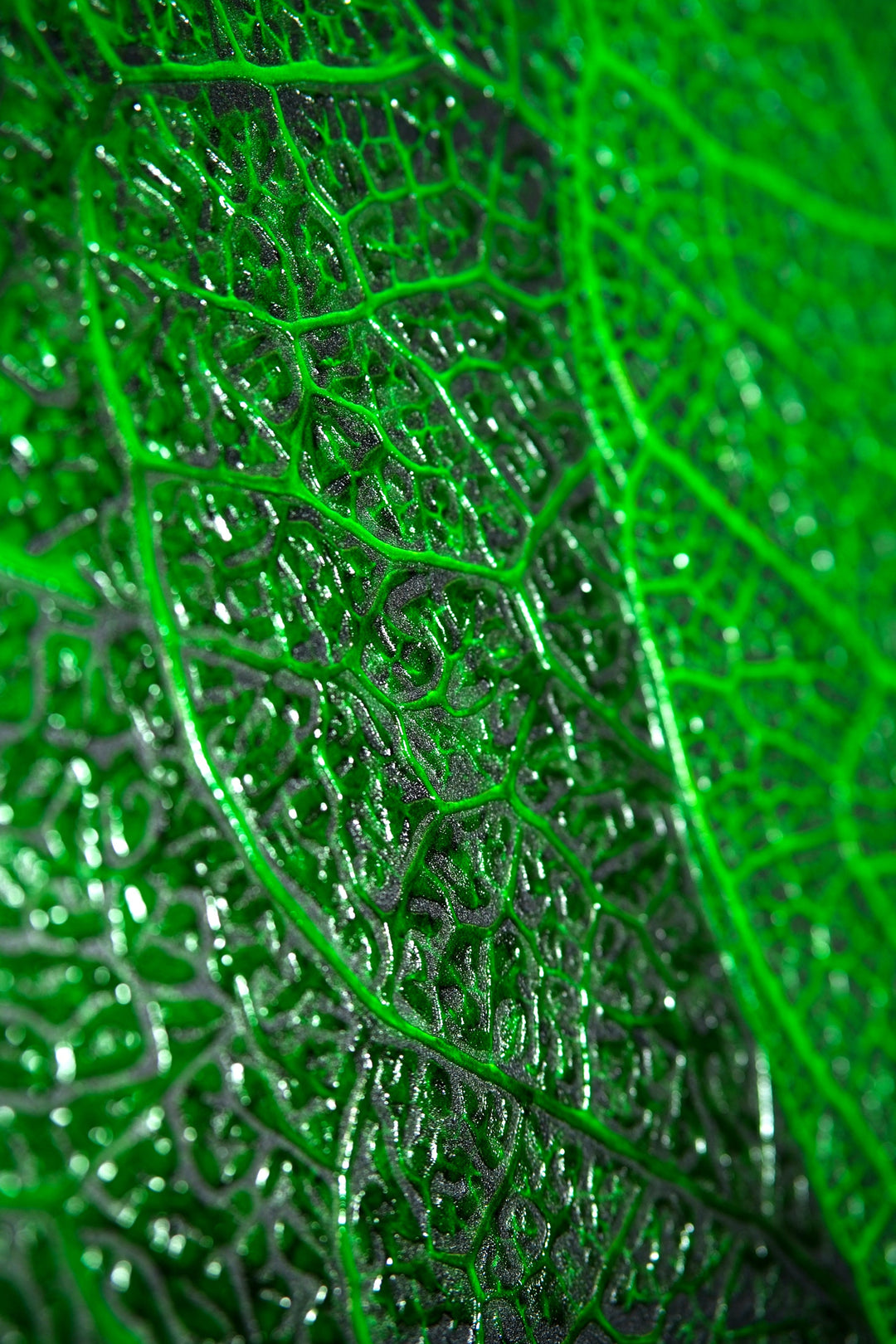 Verdant Lattice — Haptic 3D Embossed + High-Gloss Lacquer Print Home &amp; Garden > Decor > Artwork > Posters, Prints, &amp; Visual Artwork Insigne Art Design