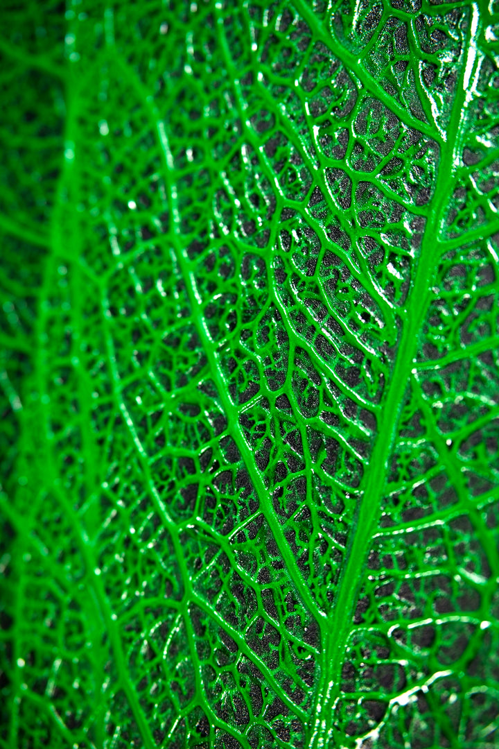Verdant Lattice — Haptic 3D Embossed + High-Gloss Lacquer Print Home &amp; Garden > Decor > Artwork > Posters, Prints, &amp; Visual Artwork Insigne Art Design