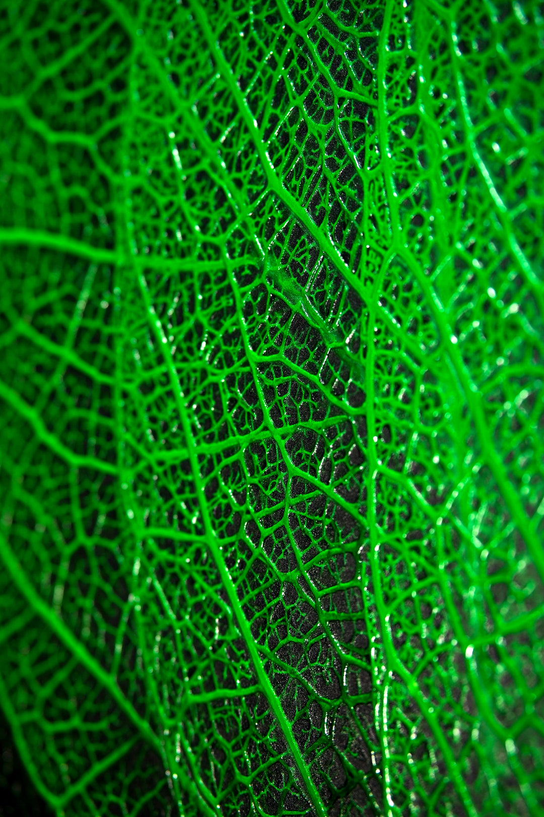 Verdant Lattice — Haptic 3D Embossed + High-Gloss Lacquer Print Home &amp; Garden > Decor > Artwork > Posters, Prints, &amp; Visual Artwork Insigne Art Design