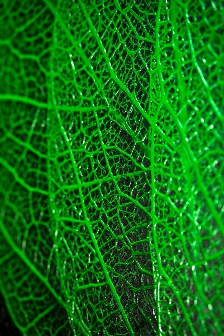 Verdant Lattice — Haptic 3D Embossed + High-Gloss Lacquer Print Home &amp; Garden > Decor > Artwork > Posters, Prints, &amp; Visual Artwork Insigne Art Design