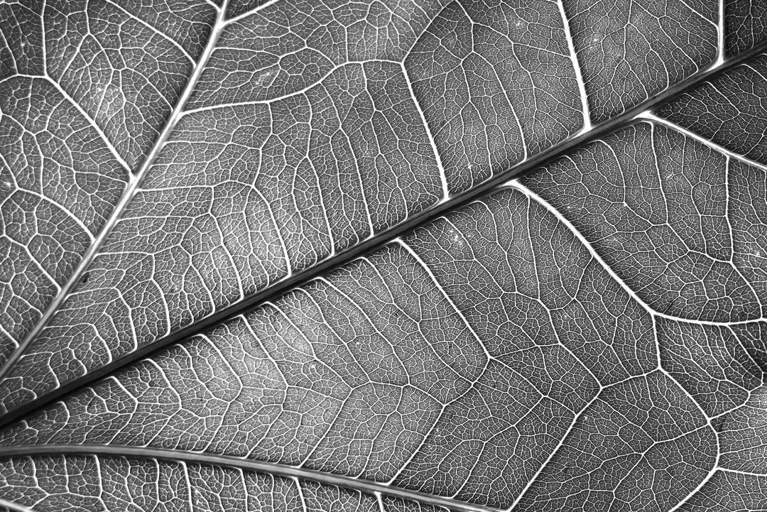 Silver Veins — Haptic 3D Embossed + Gloss Lacquer Print Home & Garden > Decor > Artwork > Posters, Prints, & Visual Artwork Insigne Art Design
