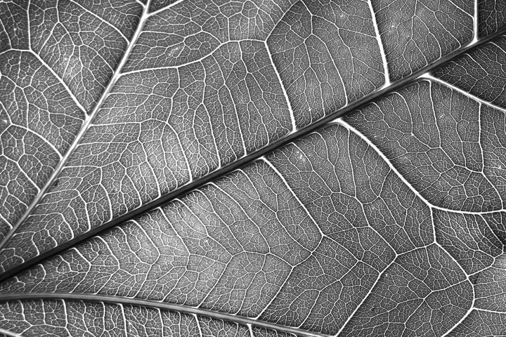 Silver Veins — Haptic 3D Embossed + Gloss Lacquer Print Home &amp; Garden > Decor > Artwork > Posters, Prints, &amp; Visual Artwork Insigne Art Design