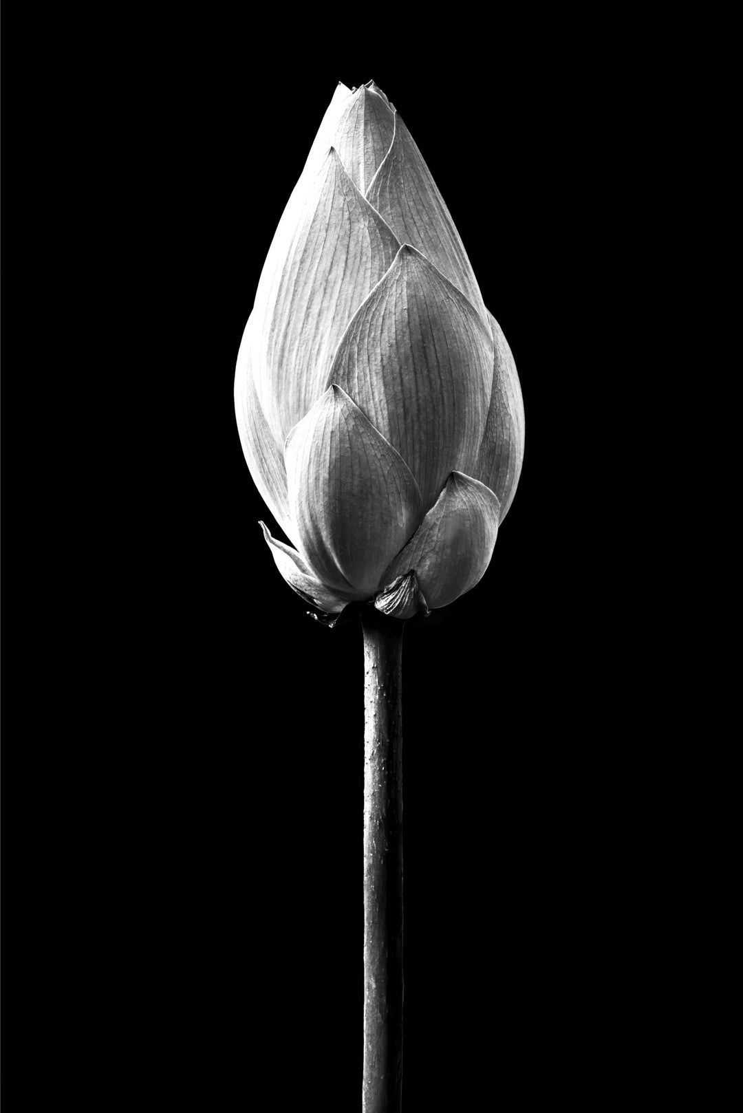 Noir Bloom Radiance — Haptic 3D Embossed + High-Gloss Lacquer Print Home & Garden > Decor > Artwork > Posters, Prints, & Visual Artwork Insigne Art Design