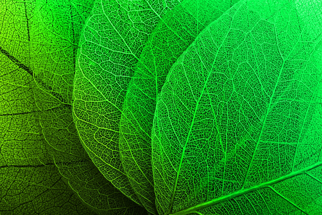 Verdant Lattice — Haptic 3D Embossed + High-Gloss Lacquer Print Home & Garden > Decor > Artwork > Posters, Prints, & Visual Artwork Insigne Art Design