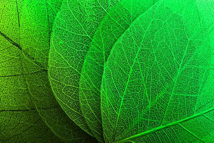 Verdant Lattice — Haptic 3D Embossed + High-Gloss Lacquer Print Home &amp; Garden > Decor > Artwork > Posters, Prints, &amp; Visual Artwork Insigne Art Design