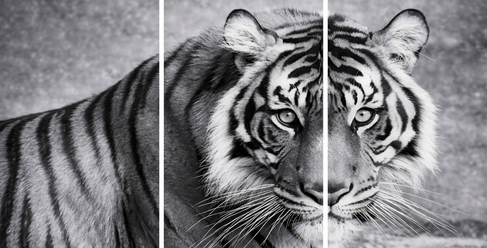 Snow Tiger Mega Glass Wall Art Wall Decoration Insigne