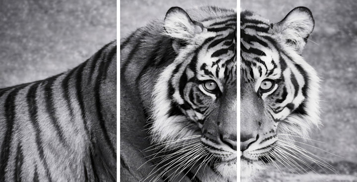 Snow Tiger Mega Glass Wall Art Wall Decoration Insigne