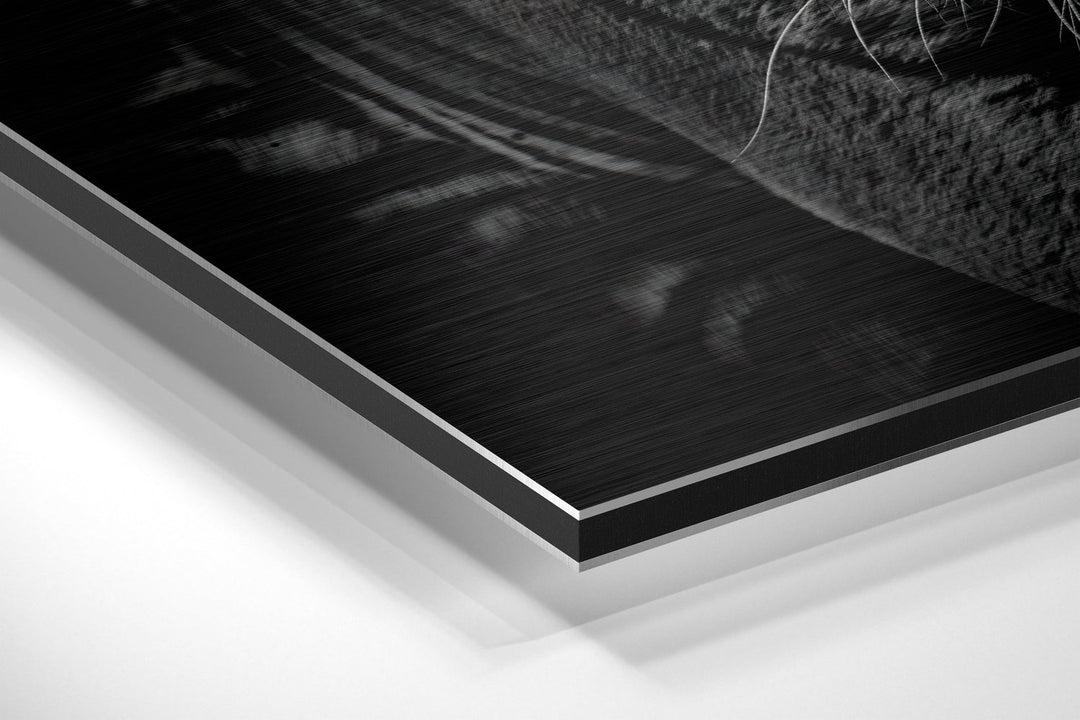 Eye of the Tiger Brushed Aluminium Dibond Wall Art.