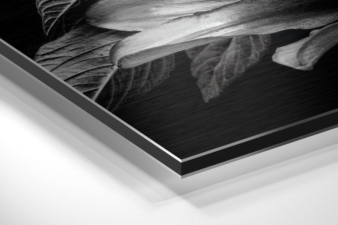 Lillium Brushed Aluminium Dibond Wall Art.