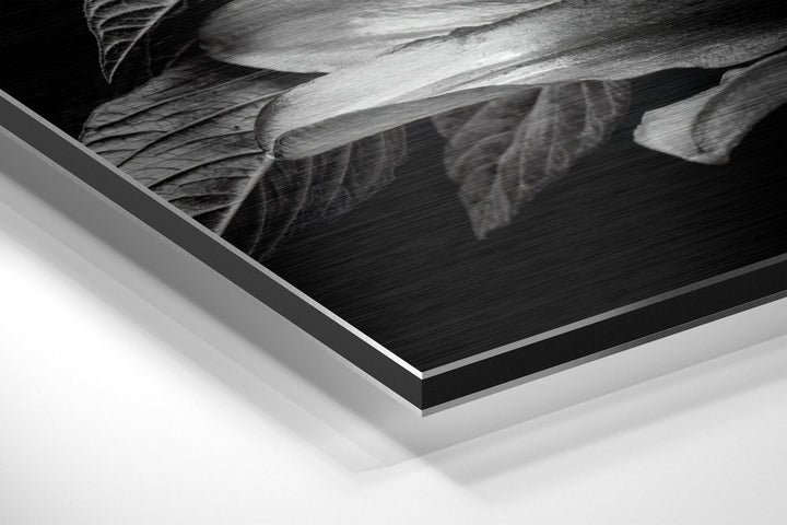Lillium Brushed Aluminium Dibond Wall Art.