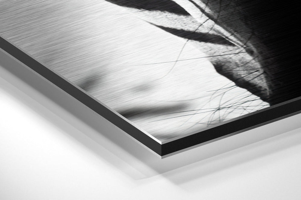 Zebra Brushed Aluminium Dibond Wall Art.