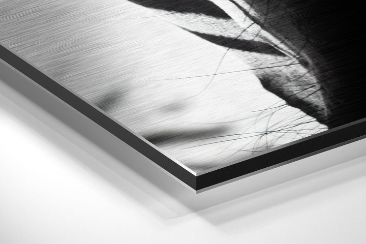 Zebra Brushed Aluminium Dibond Wall Art.