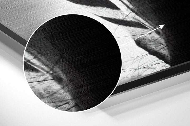 Zebra Brushed Aluminium Dibond Wall Art.