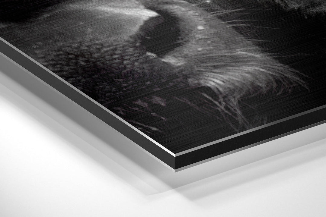 Buffalo Brushed Aluminium Dibond Wall Art.