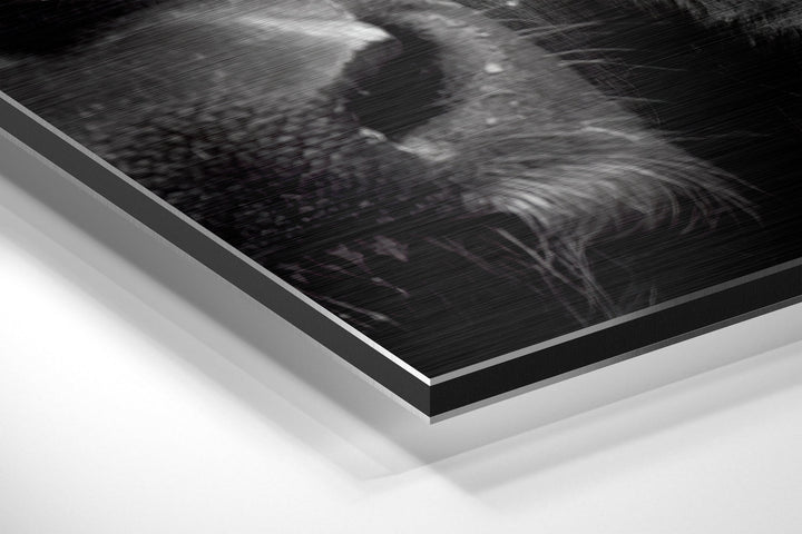Buffalo Brushed Aluminium Dibond Wall Art.