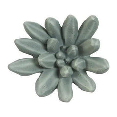Compactum Succulent Wall Art, Forest Phillips Collection
