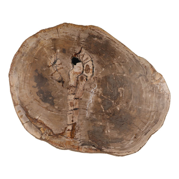 Arlo Petrified Wood Coffee Table, 42-inch size class, overhead view
