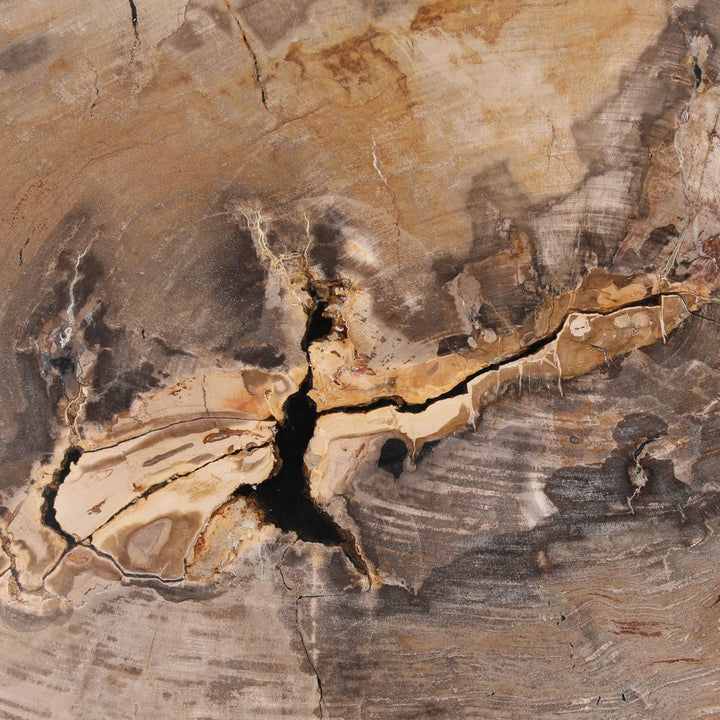 Arlo Petrified Wood Coffee Table, 48-inch size class, detail 1 view