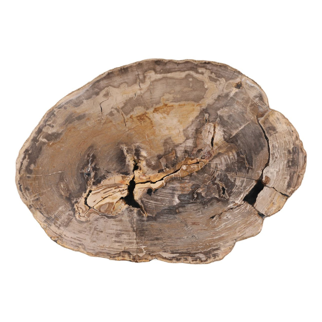 Arlo Petrified Wood Coffee Table, 48-inch size class, overhead view