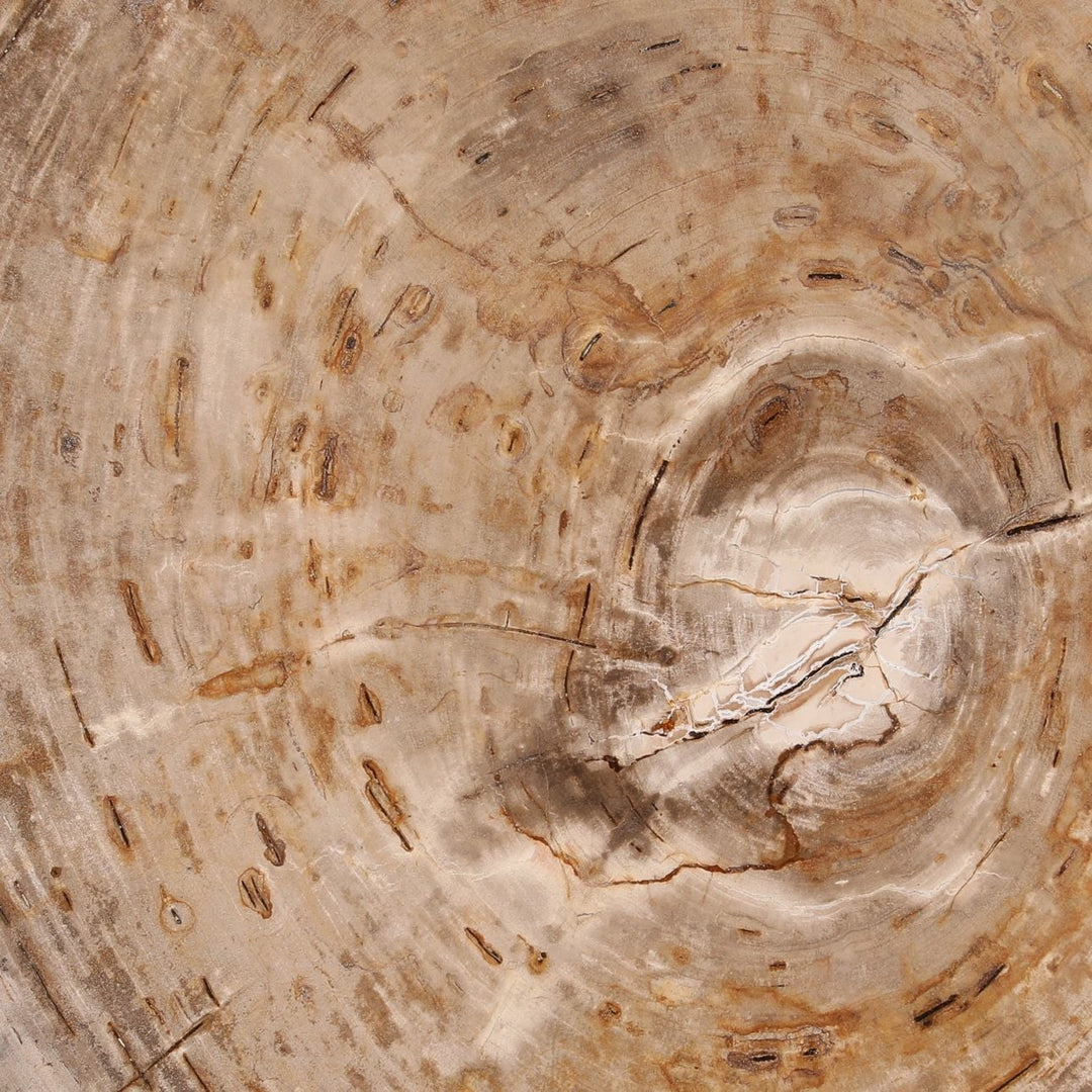 Saxon Petrified Wood Coffee Table, Large, detail 1 view