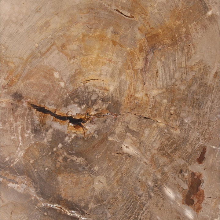 Amara Petrified Wood Coffee Table, detail 1 view