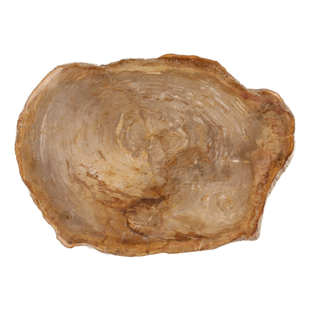 Tana Petrified Wood Coffee Table, Large, overhead view