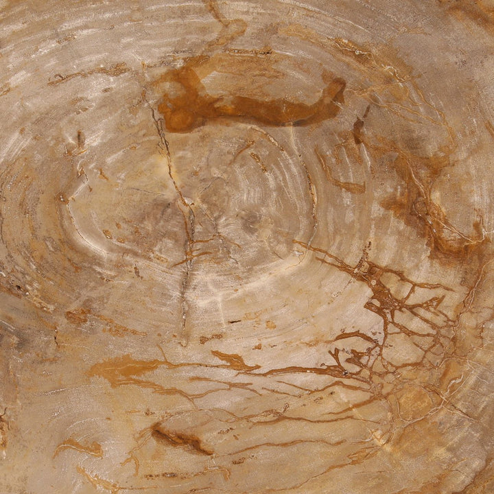 Tana Petrified Wood Coffee Table, Small, detail 1 view