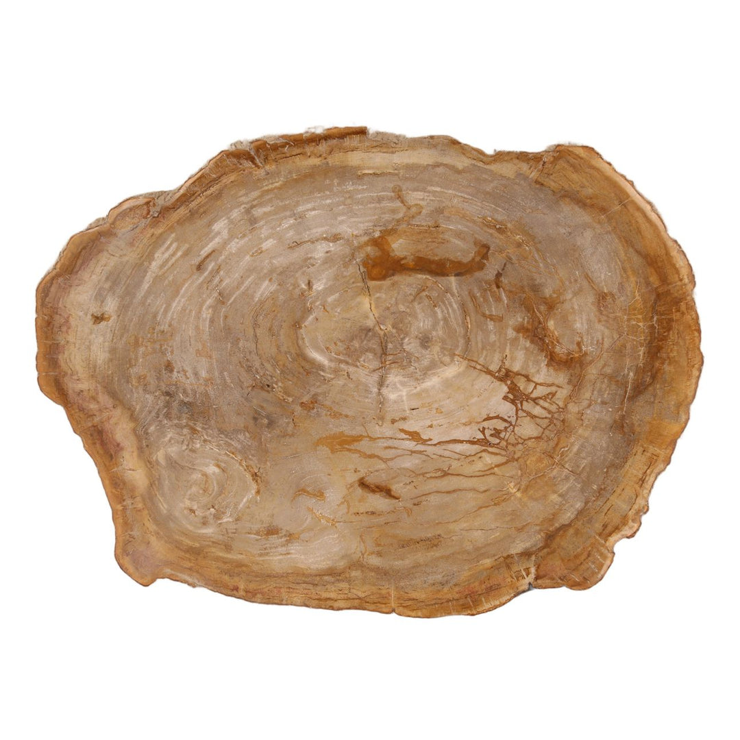 Tana Petrified Wood Coffee Table, Small, overhead view