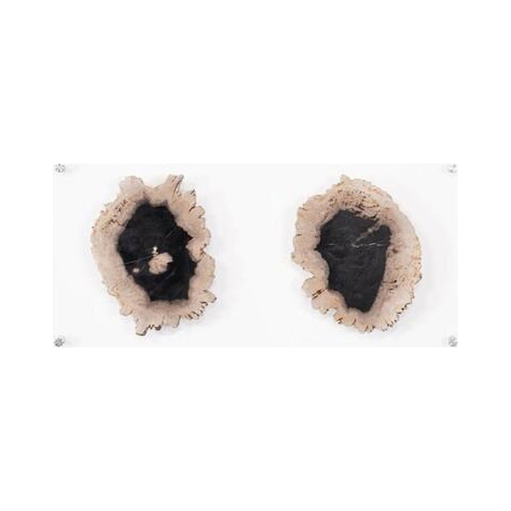 Floating Petrified Double Slice Wall Art Phillips Collection