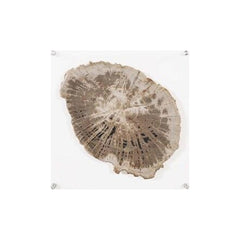 Floating Petrified Slice Wall Art, Assorted Phillips Collection