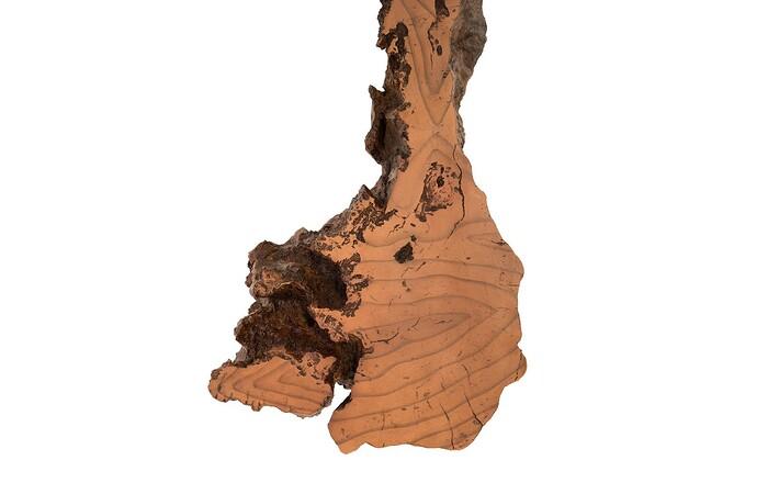 Burled Root Wall Art — view 18