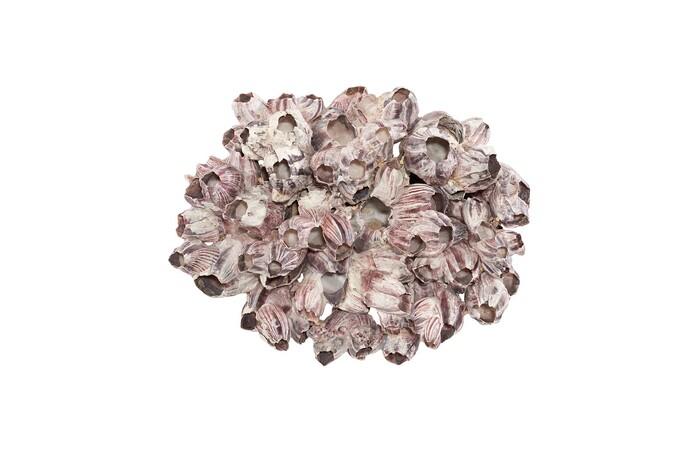 Barnacle Cluster Wall Art — LG, As Shown