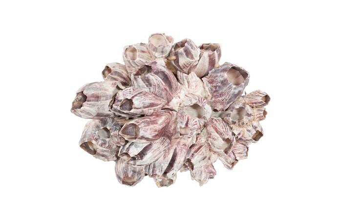 Barnacle Cluster Wall Art — view 7