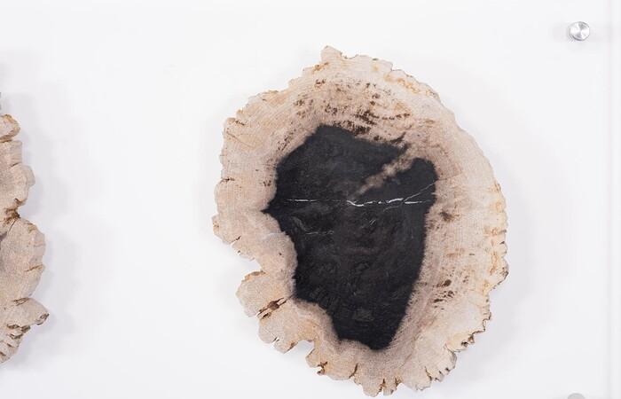 Floating Petrified Double Slice Wall Art — view 3
