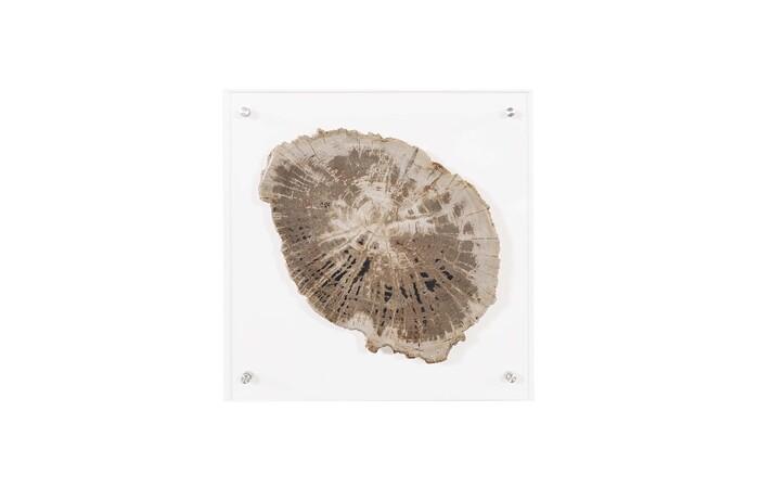 Floating Petrified Slice Wall Art, Assorted — One Size, Assorted