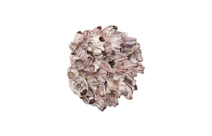 Barnacle Cluster Wall Art — view 2