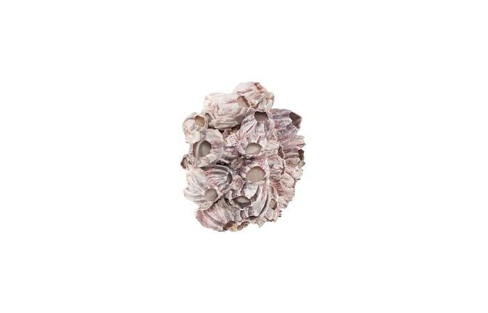 Barnacle Cluster Wall Art — view 6