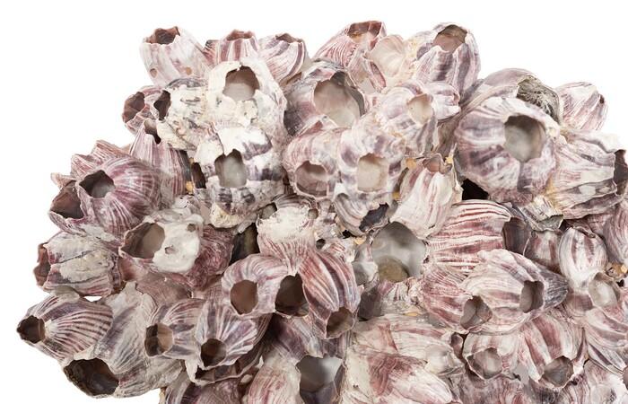 Barnacle Cluster Wall Art — view 3