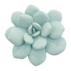 Laui Succulent Wall Art, Sage Phillips Collection