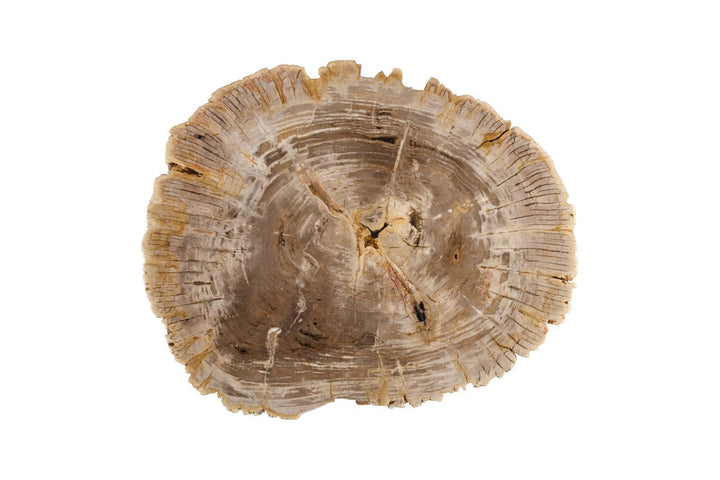 Tero Petrified Coffee Table, Brass Legs by Phillips Collection — view 2